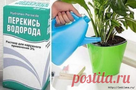 Бальзам для комнатных цветов