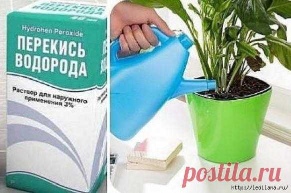 Бальзам для комнатных цветов