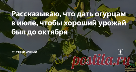 Рассказываю, что дать огурцам в июле, чтобы хороший урожай был до октября Добрый день, дорогие огородники, гости и постоянные читатели моего канала! Сегодня я расскажу Вам, чем в июле можно подкормить свои огурцы, чтобы обеспечить их спокойное  плодоношение до октября. Приятного прочтения!  Сейчас во всей нашей стране то время, когда для огурцов началась самая пора. Ведь в июле погода редко преподносит сюрпризы. Всегда тепло в любое время суток. Конечно, приходят иногда ци...