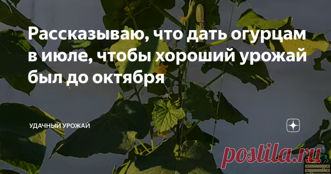 Рассказываю, что дать огурцам в июле, чтобы хороший урожай был до октября Добрый день, дорогие огородники, гости и постоянные читатели моего канала! Сегодня я расскажу Вам, чем в июле можно подкормить свои огурцы, чтобы обеспечить их спокойное  плодоношение до октября. Приятного прочтения!  Сейчас во всей нашей стране то время, когда для огурцов началась самая пора. Ведь в июле погода редко преподносит сюрпризы. Всегда тепло в любое время суток. Конечно, приходят иногда ци...
