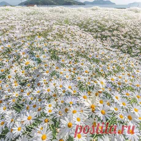 ▪
⭐Photo by @zeal_88
⭐Congratulations !🏆Tebrikler!
⭐Selected by @fundacerbezer ➖➖➖➖➖➖➖➖➖➖➖➖➖➖
Follow ⭐@ig_fotografdiyari
➖➖➖➖➖➖➖➖➖➖➖➖➖➖
#daisy #naturephotography #ig_shotz  #macrophotography #flowersofinstagram #flowers  #naturegram