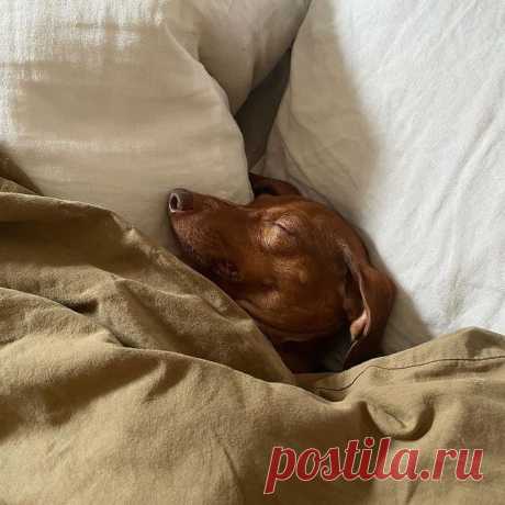 Photo by Vogue Russia on August 06, 2021. May be an image of dog.