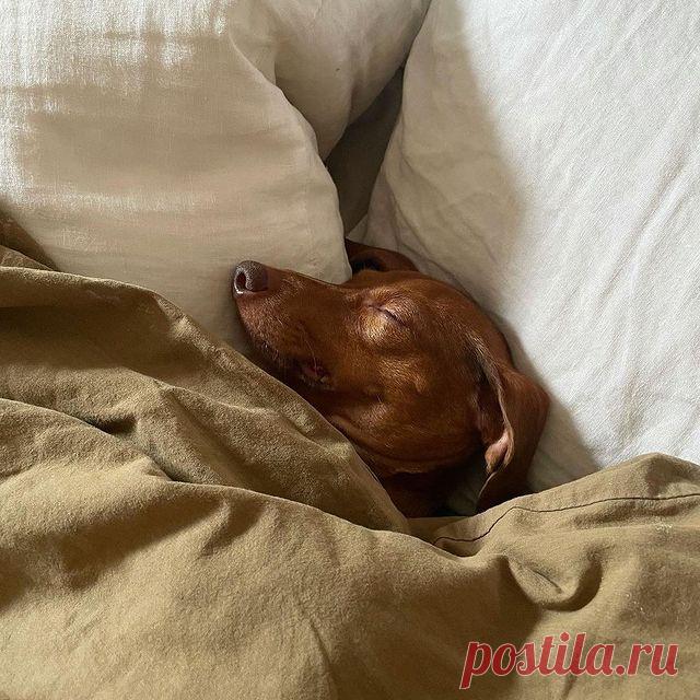 Photo by Vogue Russia on August 06, 2021. May be an image of dog.