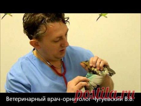 Лечение птиц в Москве. На приеме дрозд рябинник Turdus pilaris. - YouTube