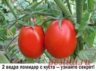 2 ВЕДРА ПОМИДОР С КУСТА
