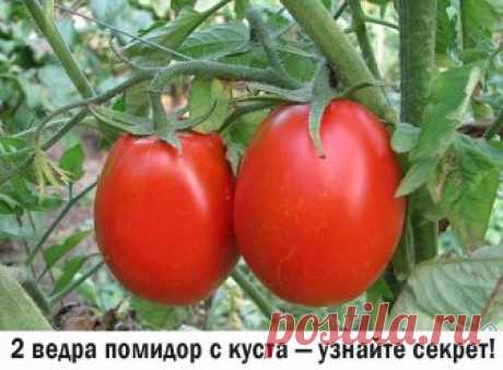2 ВЕДРА ПОМИДОР С КУСТА