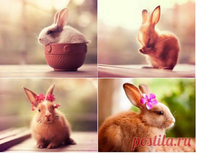 Очаровательные кролики-фотомодели