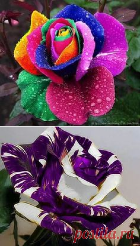 (747) Pinterest • Всемирный каталог идей