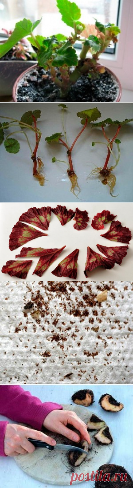 Как размножить бегонию в домашних условиях: листом, черенками в воде и субстрате, клубнем и другие способы и секреты