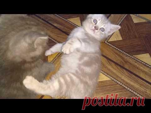 Взорвал интернет! Кот разговаривает, говорит жрать мама МАаа МАааа :(( Вы помните это? Фейк.