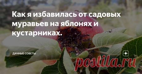Как я избавилась от садовых муравьев на яблонях и кустарниках. Некоторые из дачников сталкиваются с проблемой муравьев,  атакующих плодовые деревья. Конечно, муравьи любители поработать, но их  труды зачастую проходят на грядках и в саду. Но это не самое страшное,  что может произойти. Сначала маленькие работяги захватывают огород, а  потом перебираются в дом. Кроме того, они могут разнести по участку тлю,  которая принесет владельцам немало бед. В общем, дос