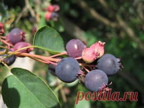 У вас еще не растет ирга? Посадите обязательно!