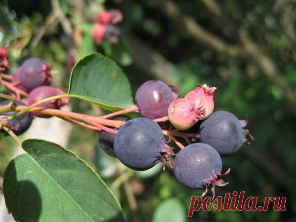 У вас еще не растет ирга? Посадите обязательно!