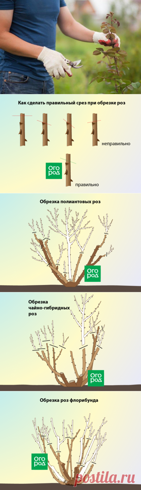 Обрезка роз после цветения – подробная инструкция для начинающих