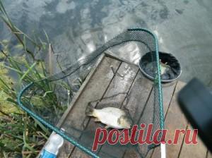 Как приготовить прикормку для карася своими руками - особенности прикормки карася, уловистый прикорм, несколько рецептов прикорма