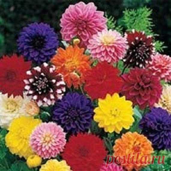 20+ Dinner Plate Dahlia Mix / Bi-Color and Solid / Early-Blooming Annual Flower Seeds 20+ SEEDS...... THIS DINNER PLATE BUSHY DAHLIA COMES IN A VARIETY OF SHADES....RED, YELLOW, ORANGE, PURPLE AND WHITE.....ALL EXTREMELY EARLY, UNIFORM IN HEIGHT AND HABIT. UNIQUE, BI-COLOR AND SOLID MIXTURE. SOME OF THE BLOOMS GROW AS BIG AS 6-8 INCHES ACROSS. CAN BE VERY EASILY GROWN AS HALF-HARDY ANNUALS AND FLOWER THE FIRST YEAR WHEN GROWN FROM FLOWER SEED. CAN BE STARTED INDOORS IN WIN...