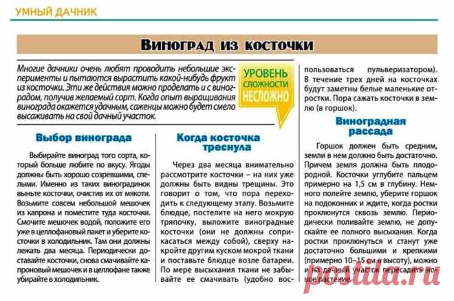 Виноград из косточки