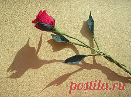 Роза &quot;Из детства&quot; | Само Совершенство