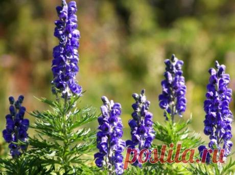 Аконит | Советы Народной Мудрости