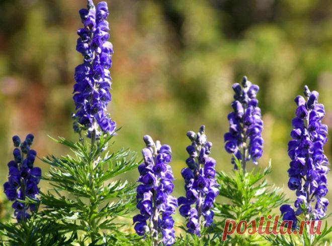 Аконит | Советы Народной Мудрости