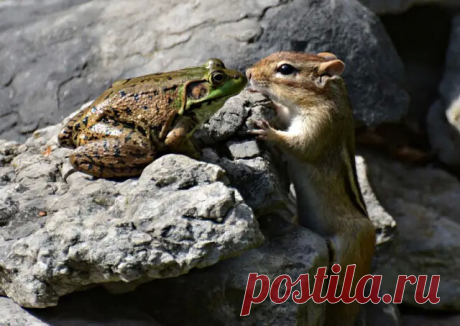 Финалисты конкурса на самую весёлую фотографию дикой природы.
