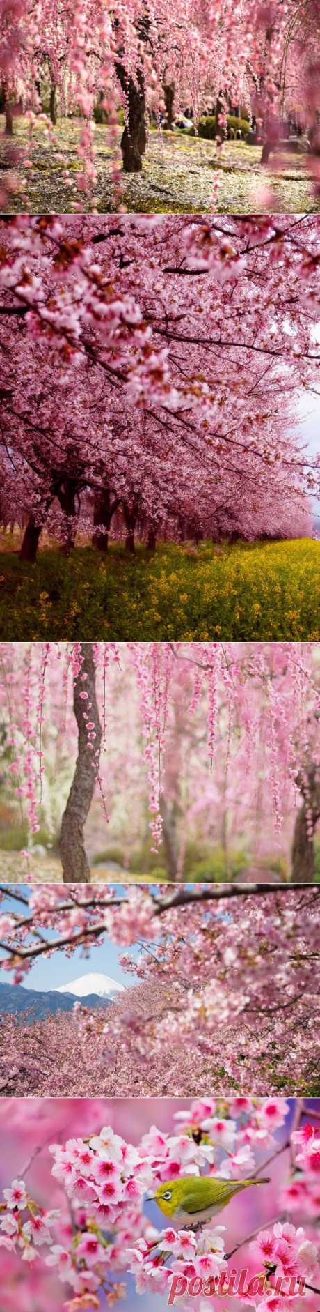 (+1) - Самые красивые фотографии цветения сакуры в 2014-м году (ФОТО) | САМЫЙ СОК!