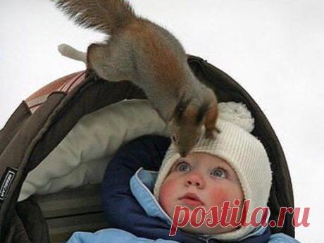 - Орехи есть?
- Ты чё?! .... У меня и зубов то нет!