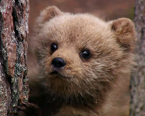 Медвежонок GIF