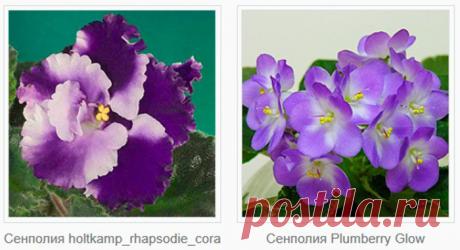 Сенполия (Узамбарская фиалка)