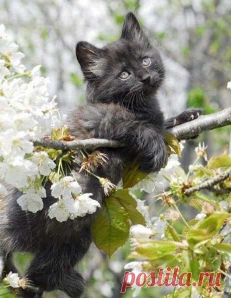 (966) Pinterest