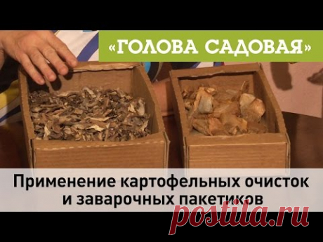 Голова садовая - Применение картофельных очисток и заварочных пакетов