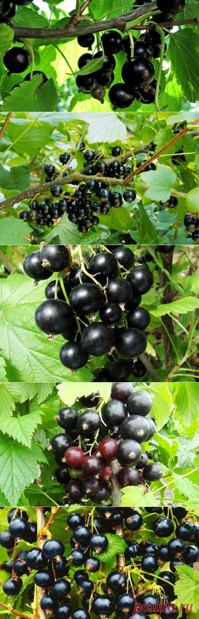 Смородина черная, лучшие сорта, крупная и сладкая.