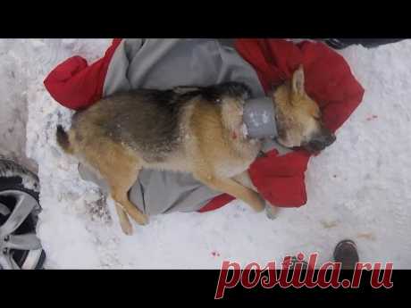 Трогательное спасение,она просто хотела жить! Чтобы помочь бездомному псу, волонтёрам пришлось постараться. Бедное животное жило с ужасной трубкой на шее и её нужно было как можно скорее снять. Собачка так сильно боялась людей и никого к себе не подпускала, что в неё пришлось стрелять дротиком со снотворным. Посмотрите на это трогательное спасе