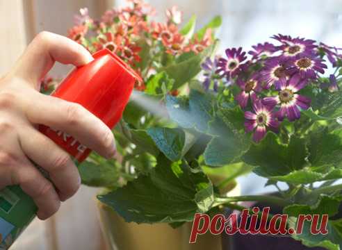 Как применять средства для борьбы с вредителями и болезнями комнатных растений на Supersadovnik.ru