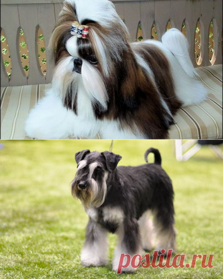 Os 10 cachorros pequenos mais amados e preferidos do Brasil - Curiosidades - iG