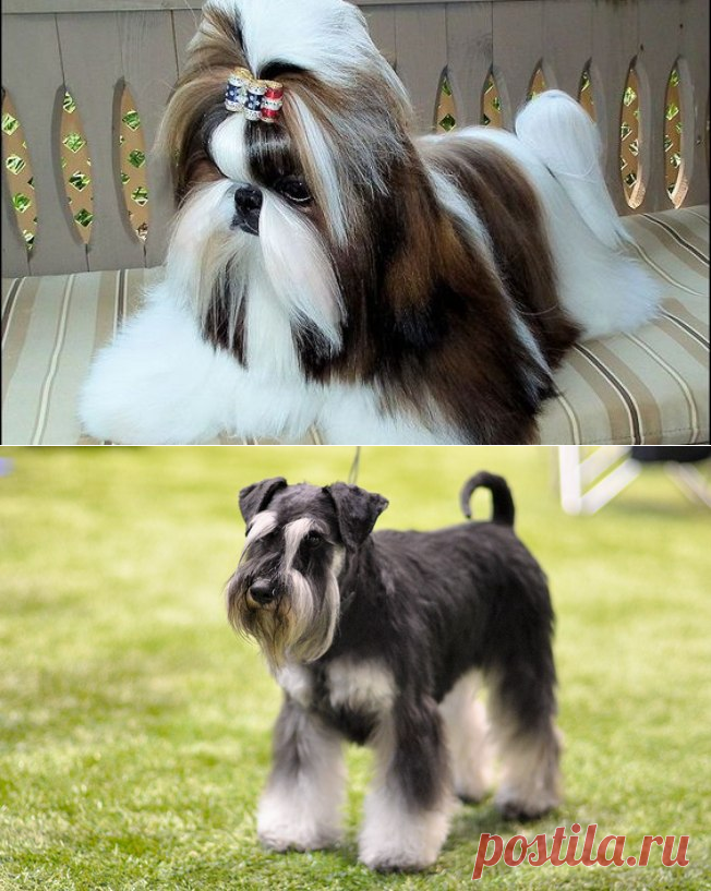 Os 10 cachorros pequenos mais amados e preferidos do Brasil - Curiosidades - iG