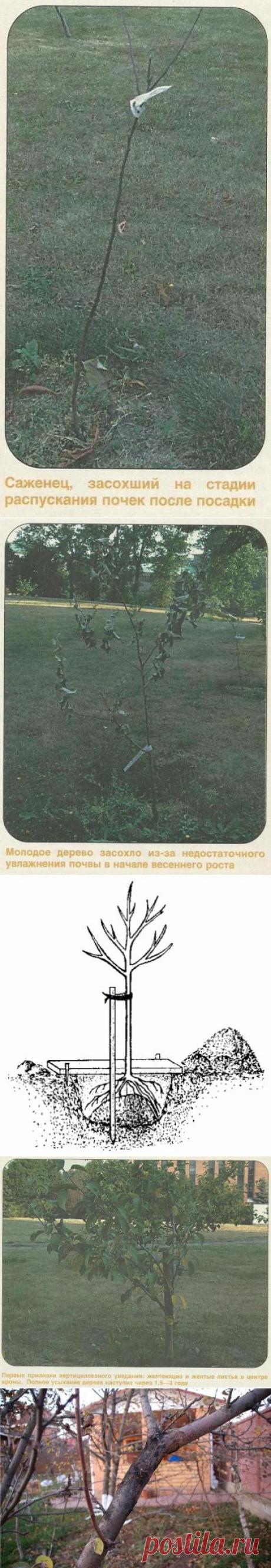Почему саженцы и молодые деревья засыхают — 6 соток