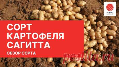 Сорт картофеля сагитта характеристика Огород без хлопот - информационный сайт для дачников, садоводов и огородников.