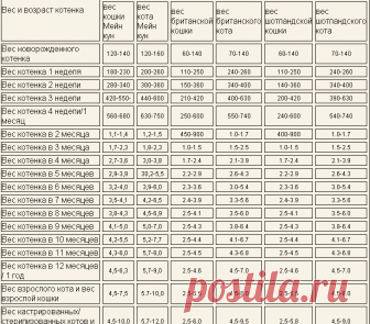 Вес котенка по месяцам - таблица по породам