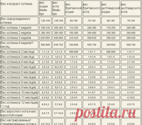 Вес котенка по месяцам - таблица по породам