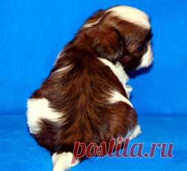 Щенки ши-тцу - Купить щенка ши-тцу Москва - Питомник ши-тцу Москва - щенки ши-тцу