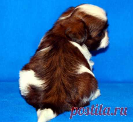 Щенки ши-тцу - Купить щенка ши-тцу Москва - Питомник ши-тцу Москва - щенки ши-тцу