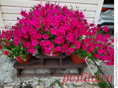 Петунии в цветниках. Посев на рассаду, сорта, фотографии цветения