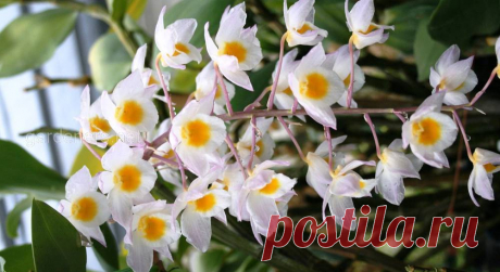 Секреты правильного ухода за орхидеей дендробиум | Огородники Орхидея дендробиум поразит своим цветением, если за ней правильно ухаживать. Не переувлажняйте грунт и позаботьтесь об искусственном освещении для нее. Пересаживайте, когда субстрат отдаст свои питательные вещества.