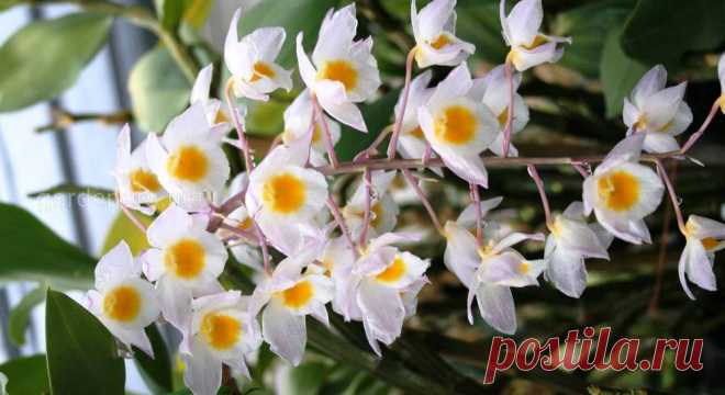 Секреты правильного ухода за орхидеей дендробиум | Огородники Орхидея дендробиум поразит своим цветением, если за ней правильно ухаживать. Не переувлажняйте грунт и позаботьтесь об искусственном освещении для нее. Пересаживайте, когда субстрат отдаст свои питательные вещества.