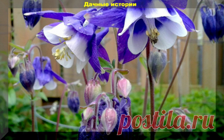 Цветник который сам себя засевает. Более тридцати цветов, которые хорошо размножаются самосевом | Дачные истории | Яндекс Дзен