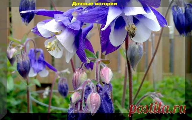 Цветник который сам себя засевает. Более тридцати цветов, которые хорошо размножаются самосевом | Дачные истории | Яндекс Дзен