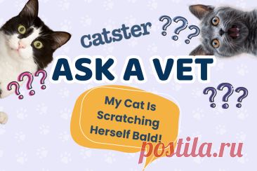 Ветеринар Catster разбирает возможные причины сильного зуда у кошки и объясняет, почему важно искать источник проблемы вместе со специалистом.
