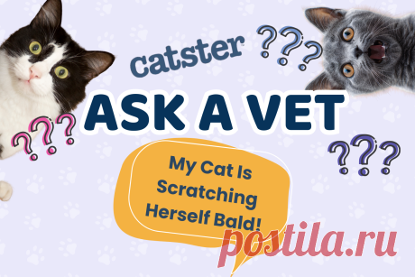 Ветеринар Catster разбирает возможные причины сильного зуда у кошки и объясняет, почему важно искать источник проблемы вместе со специалистом.