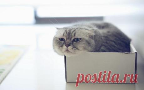 Котейка в коробейке: почему котики обожают коробки